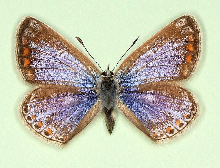 Polyommatus icarus female (aberrant form supra-caerulea + albacincta) (Internet Image property of respective owner, non-commercial use only)